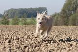 BOUVIER DES ARDENNES 072